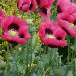 Amapolas mixtas