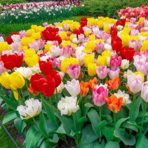 Tulipanes mixtos premium
